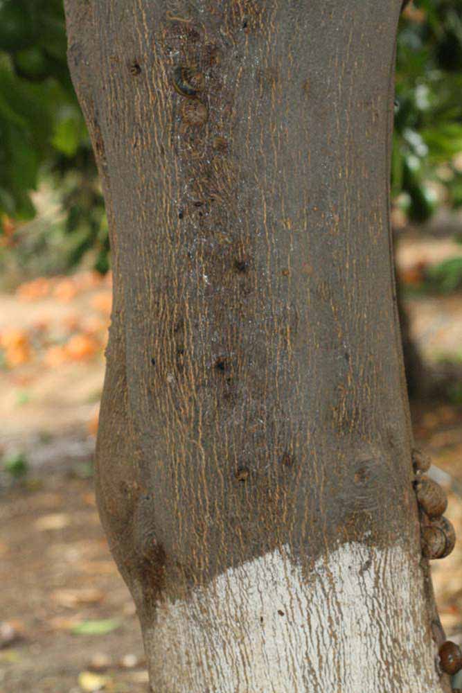           Bark (Riverside, CA)   